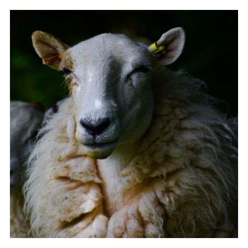 Texels schapenwol